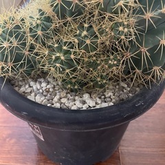 王冠竜　群生 王冠竜