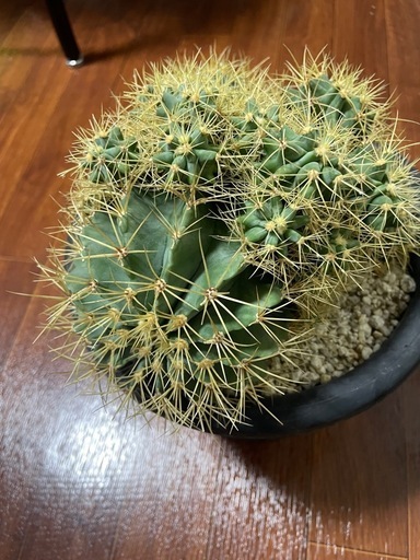 王冠竜モンスト サボテン 多肉植物 金鯱 キン シャチエキノカクタス 実生　異常繁殖\n