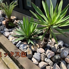 割栗石、ドライガーデン、庭石、ロックガーデン値下げ中！