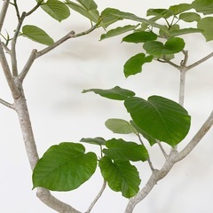観葉植物 フィカス ウンベラータ 200cm