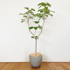 観葉植物 フィカス ウンベラータ 200cm