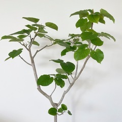 観葉植物 フィカス ウンベラータ 200cm