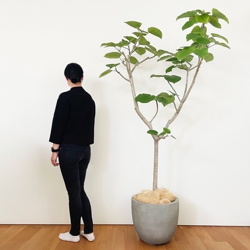 観葉植物 フィカス ウンベラータ 200cm 送料無料】無印良品 大型 観葉