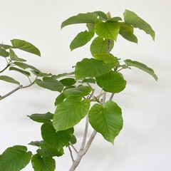 観葉植物 フィカス ウンベラータ 200cm