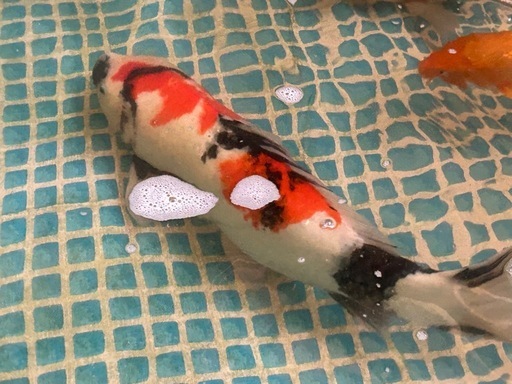昭和　60cm〜