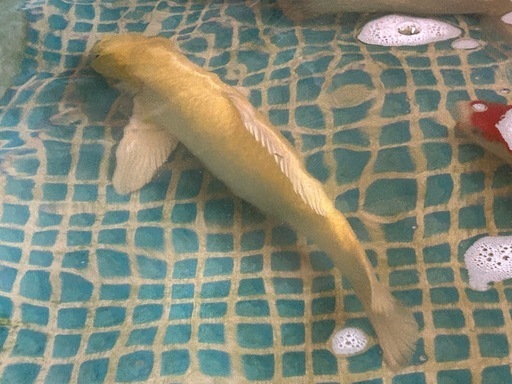 山吹黄金