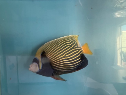 海水魚　熱帯魚　カニ　エビ　海藻