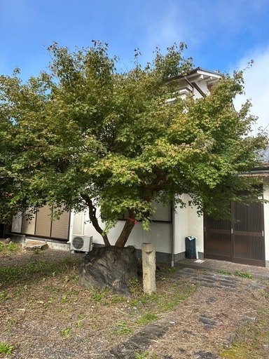 紅葉、もみじ、植栽、庭木