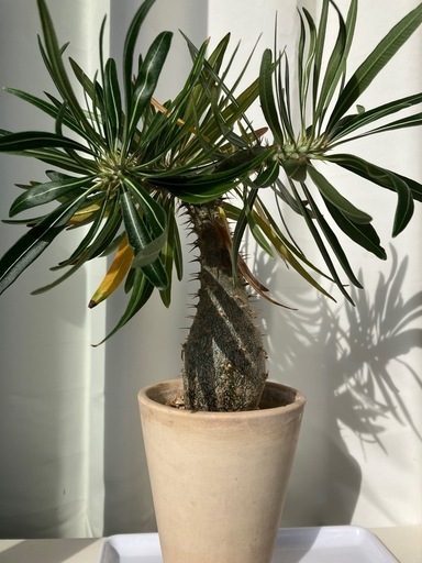 塊根植物 グラキリス 実生