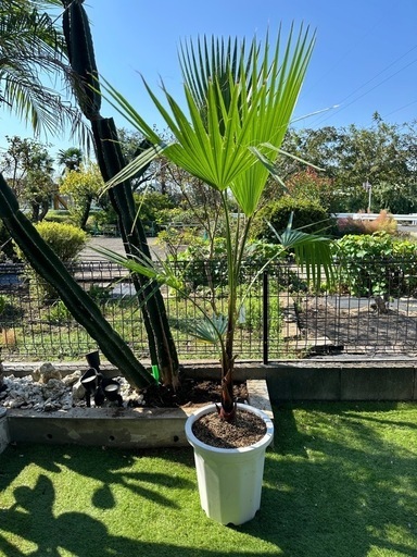 ワシントンヤシ ワシントンヤシ｜スペースガーデニング