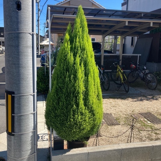 ゴールドクレスト