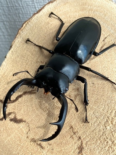 ウエストウッディオオシカクワガタ　亜種カズミアエ　♂単品 72mm