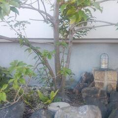 ソヨゴ　メス株　株立ち　常緑樹