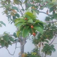 ソヨゴ　メス株　株立ち　常緑樹