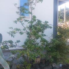 ソヨゴ　メス株　株立ち　常緑樹