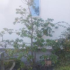 ソヨゴ　メス株　株立ち　常緑樹