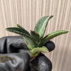 アガベ チタノタ 悪魔くん TC 【12】