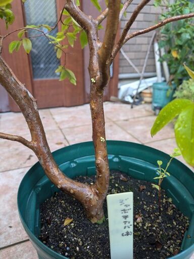 蕾あり！四季ジャボチカバ 実付20ジャボチカバ四季咲サバラ耐寒性 苗木