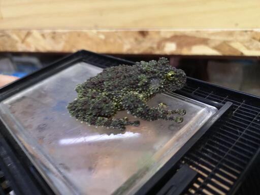 (HG-388)【カエル】