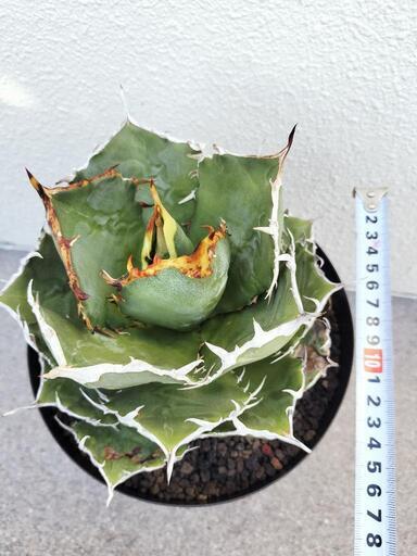 アガベ　白鯨