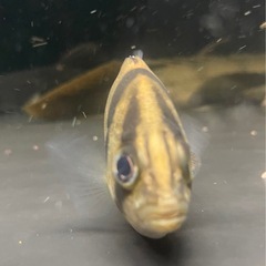 フォーバータイガー　インド産　ダトニオ