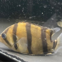 フォーバータイガー　インド産　ダトニオ