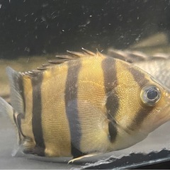 フォーバータイガー　インド産　ダトニオ