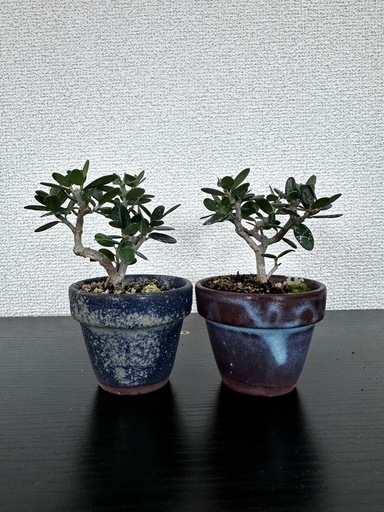 姫オリーブ　盆栽　観葉植物