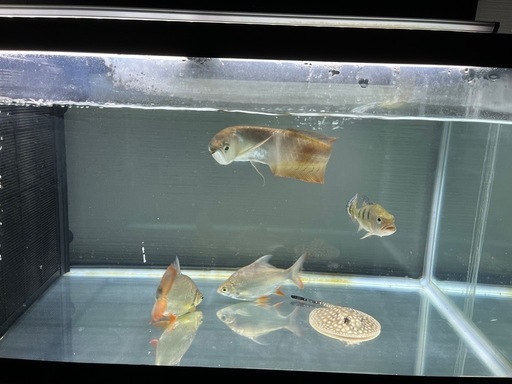 古代魚引退 アロワナ 淡水エイ