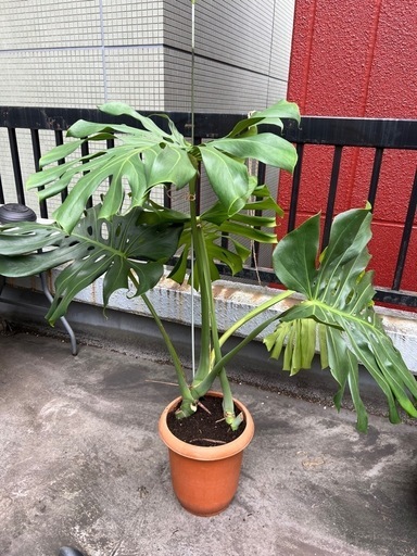 【観葉植物】超巨大モンステラ