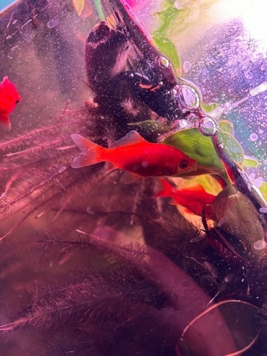 水生昆虫