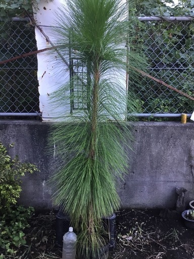 大王松　　　　ダイオウ松１８０センチ
