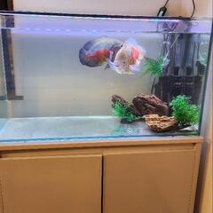 120センチ水槽 個人宅様に120cm海水魚水槽を設置！内装に映える青いマリン