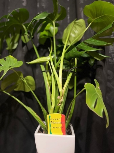 観葉植物 モンステラ