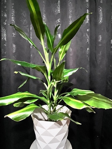観葉植物 ドラセナジェレ