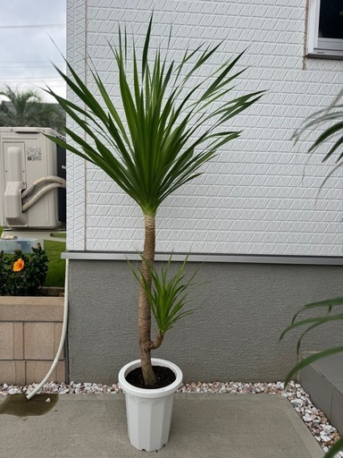 1m50㎝超え   ドラセナカンボジアーナ