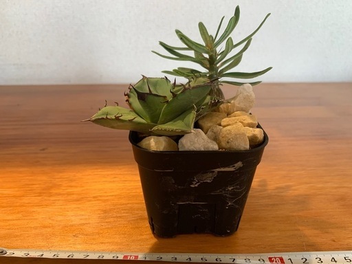 オテロイ　サキュレンタム　実生寄せ植え
