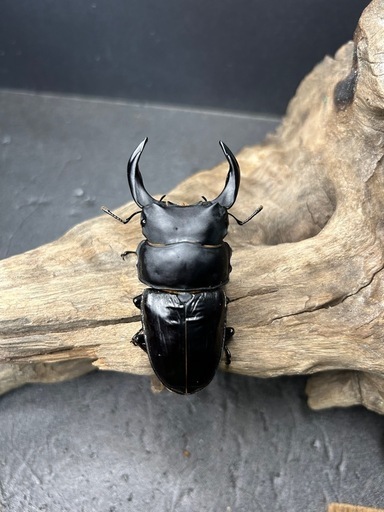 オオクワガタトリオ♂♀♀　YG.SR血統　カブトムシ