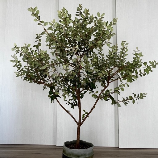 果樹 フェイジョア クーリッジ 庭木 ガーデニング 鉢植え 植物 トロピカルフルーツ
