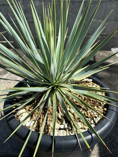 ロ*ウ様 【実生】ユッカロストラータ ユッカ ロストラータ 実生株 Yucca Rostrata 005 | Sunny Branch