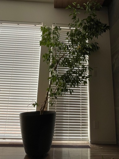 鉢つき観葉植物