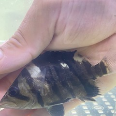 🐠ダトニオプラスワン🐠5匹セット※おとひめ爆食個体