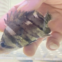 🐠ダトニオプラスワン🐠5匹セット※おとひめ爆食個体