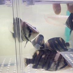 🐠ダトニオプラスワン🐠5匹セット※おとひめ爆食個体