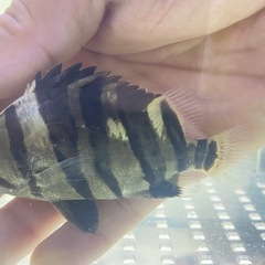 🐠ダトニオプラスワン🐠5匹セット※おとひめ爆食個体