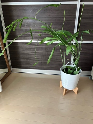 観葉植物　月下美人　２株