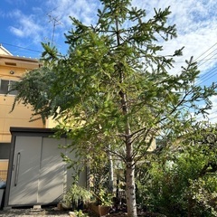 もみの木(3.5M程) 本物