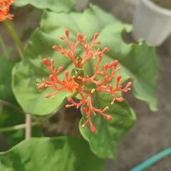 サンゴアブラギリ 苗 観葉植物 - ガーデニング 