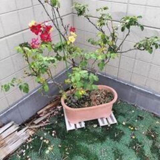 亡き祖父の樹齢数十年のバラ(オールドローズ)急ぎで横浜の自宅まで引き取りに来られる方募集。