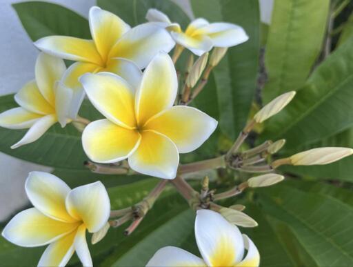 プルメリア 苗 観葉植物